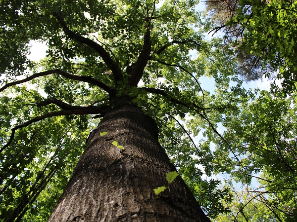 Charte Forestière de Territoire du projet de PNR de Gâtine poitevine